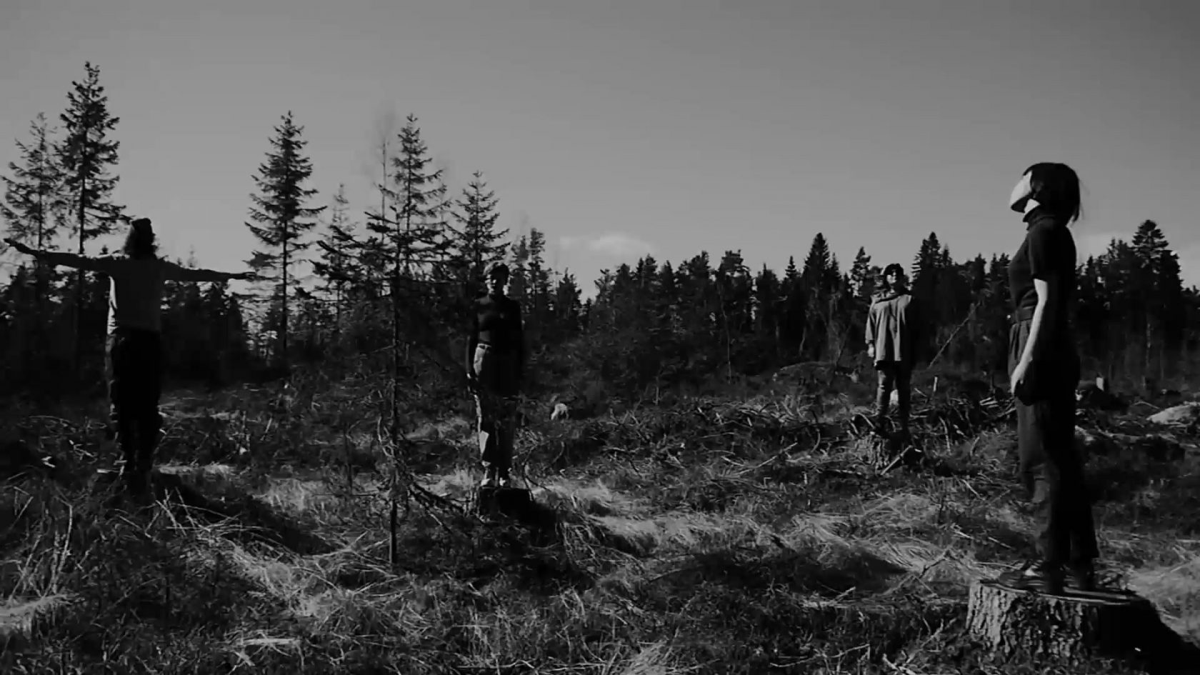 Conifers — Marina Abadjeva (video still)